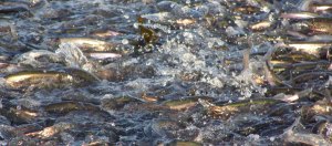 capelin_spawning