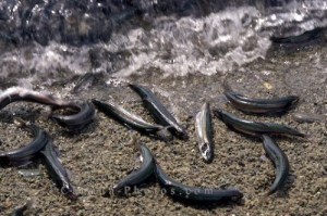 newfoundland-spawning-capelin_1941-1907
